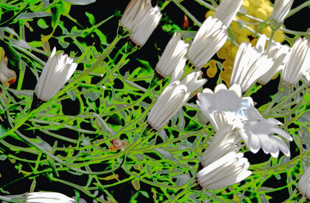 AVV, l'association genevoise Art en Vieille-Ville. Annelies Strba.