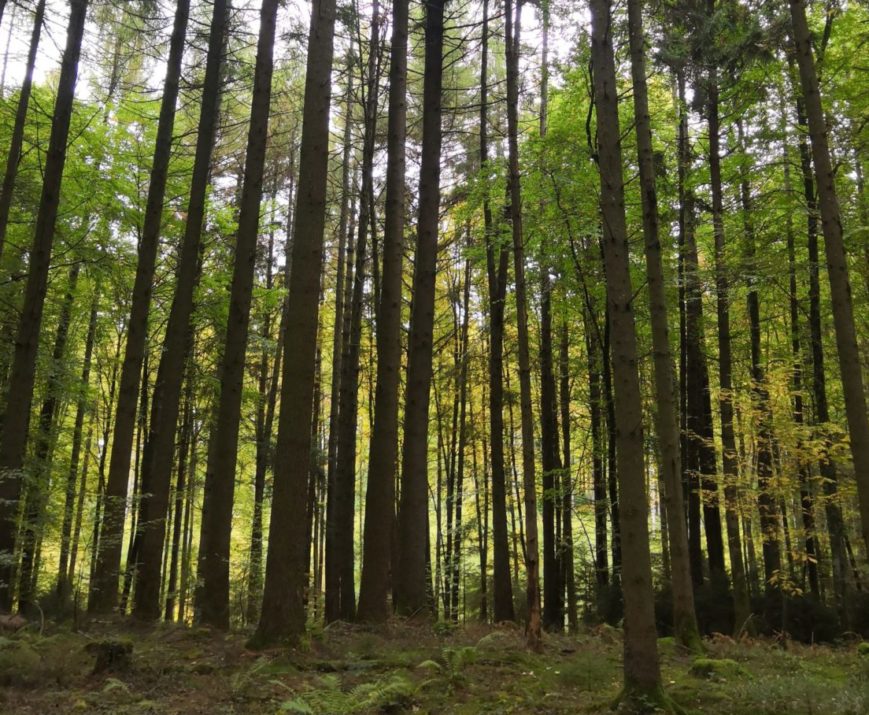 Des problèmes des forêts suisses à l'architecture